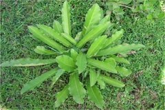 Euphorbia fusiformis